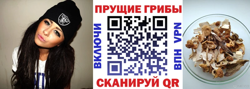 МЕГА онион  Старый Оскол  Галлюциногенные грибы Psilocybine cubensis 